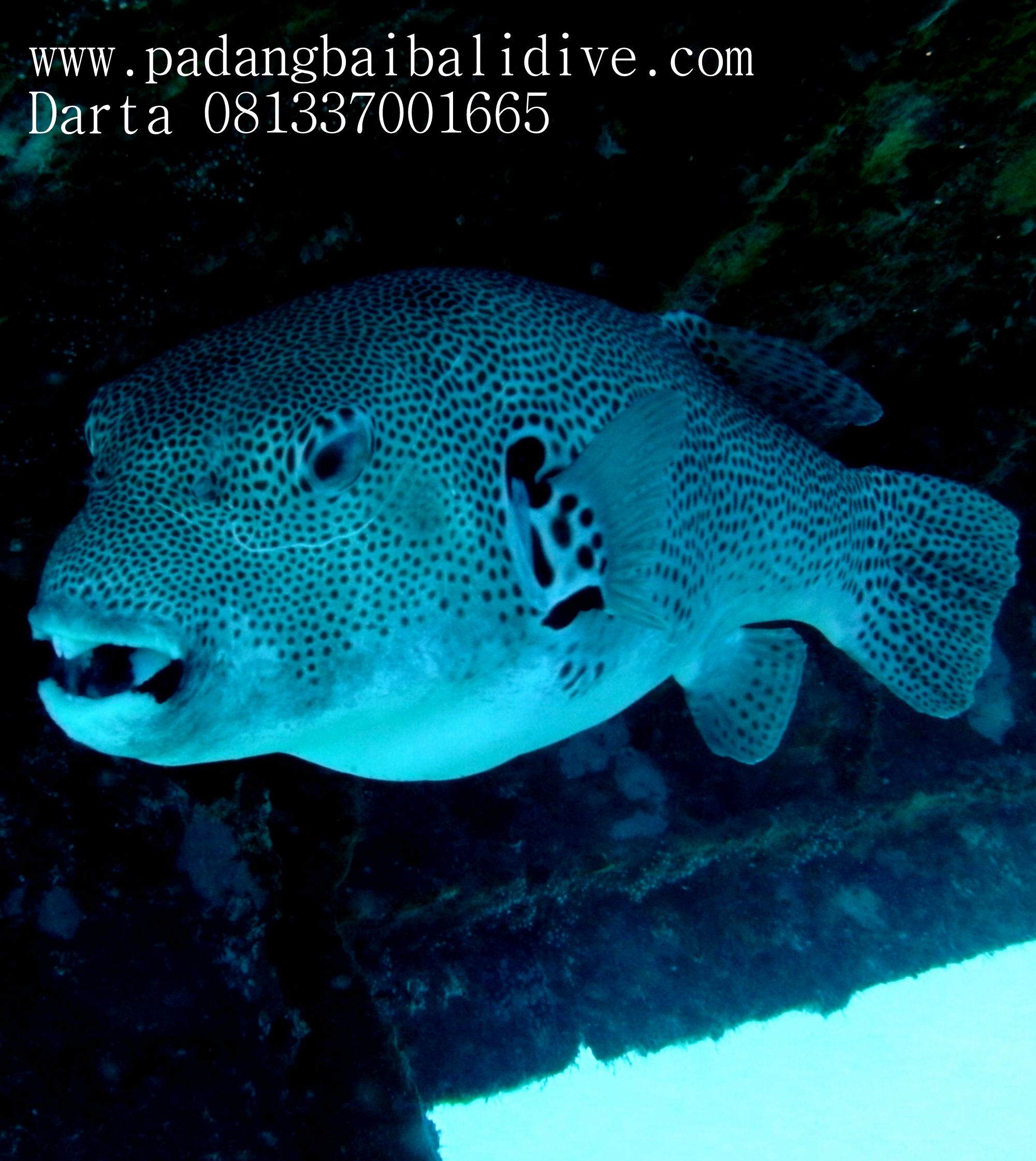 Nusa Penida Drift
